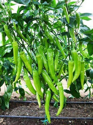 PLANTZON Chilli F1 Vasuda (moti mirch) Seed(40 per packet)