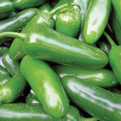PLANTZON Chilli F1 Vasuda (moti mirch) Seed(15 per packet)