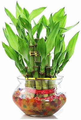 Zaavic Green indoor 2 Layer Lucky Bamboo Plants Plant Container Set(Plastic)