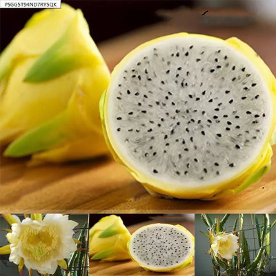 My Dream Nursery Dragon Tree(Hybrid, Pack of 1)