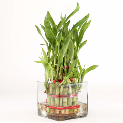 GIRISHA TRADERS Two Layer Bamboo Plant(Hybrid, Pack of 1)