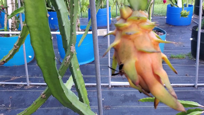 KUNUBON Dragon Tree(Hybrid, Pack of 1)