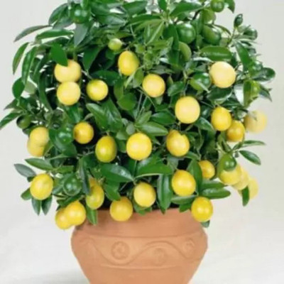 Megha Fish Farming Lemon Plant(Hybrid, Pack of 1)