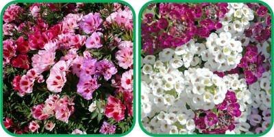 Aero Seeds Alyssum Mix Color (50 Seeds) And Clarkia Mix Color (50 Seeds) Flower Seeds Pack Seed(1 per packet)