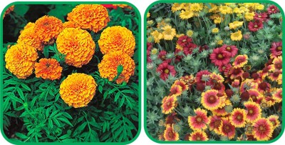 Aero Seeds Gaillardia Aristata Mix Color (50 Seeds) And African Marigold Mix Color (50 Seeds) Flower Seeds Pack Seed(1 per packet)