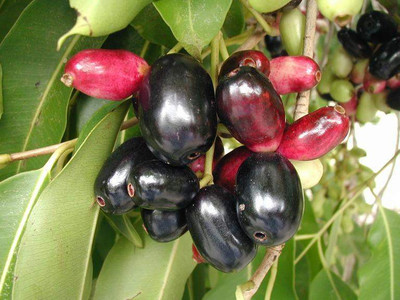 Paudha Jamun (Black Plum) Seed(20 per packet)
