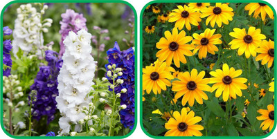 Aero Seeds Coreopsis Mix Color (50 Seeds) And Delphinium Mix Color (50 Seeds) Flower Seeds Pack Seed(1 per packet)