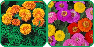 Aero Seeds Zinnia Mix Color (50 Seeds) And African Marigold Mix Color (50 Seeds) Flower Seeds Pack Seed(1 per packet)