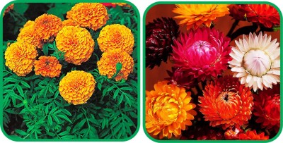 Aero Seeds Helichrysum Mix Color (50 Seeds) And African Marigold Mix Color (50 Seeds) Flower Seeds Pack Seed(1 per packet)