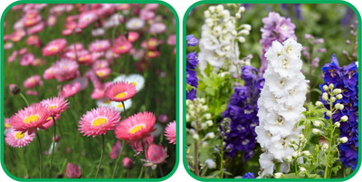 Aero Seeds Delphinium Mix Color (50 Seeds) And Acroclinium Mix Color (50 Seeds)Flower Seeds Pack Seed(1 per packet)
