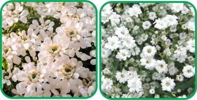 Aero Seeds Gypsophila elegans White (50 Seeds) And Candytuft Mix Color (50 Seeds) Flower Seeds Pack Seed(1 per packet)