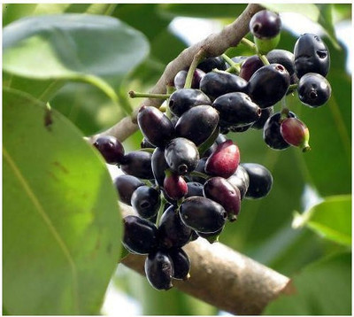 Paudha Jamun (Black Plum) Seed(20 per packet)