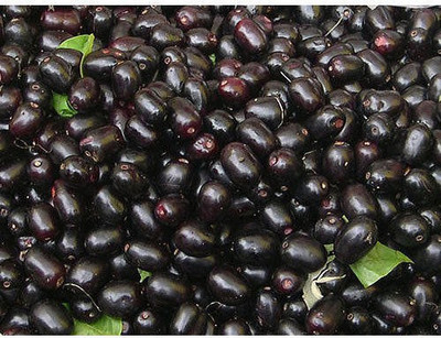 Paudha Jamun (Black Plum) Seed(20 per packet)