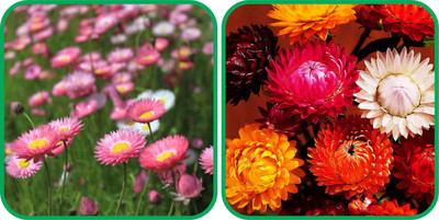 Aero Seeds Helichrysum Mix Color (50 Seeds) And Acroclinium Mix Color (50 Seeds)Flower Seeds Pack Seed(1 per packet)