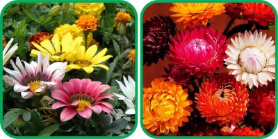 Aero Seeds Helichrysum Mix Color (50 Seeds) And Gazania Mix Color (50 Seeds) Flower Seeds Pack Seed(1 per packet)