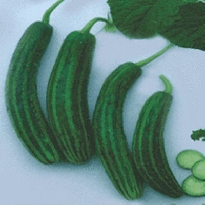 PRADHAM SEEDS Cucumber Seed(1 kg)