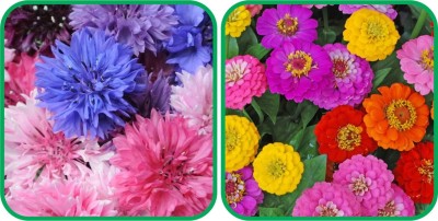 Aero Seeds Zinnia Mix Color (50 Seeds) And Cornflower Mix Color (50 Seeds) Flower Seeds Pack Seed(1 per packet)