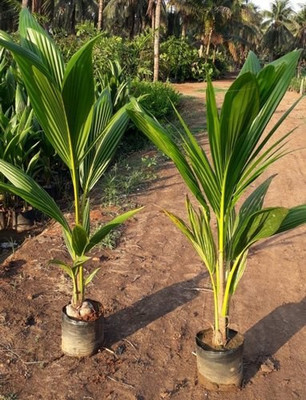 LaughEarth Coconut Plant(Hybrid, Pack of 1)