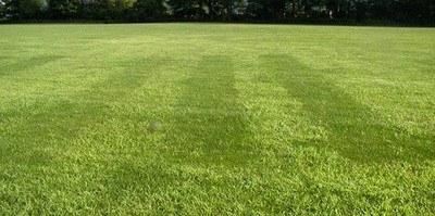 Green World IMPORTED BERMUDA GRASS SEEDS Seed(150 per packet)