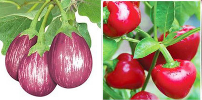 xcentax Chilli F1 Hybrid Red, F1 Hybrid Brinjal MK Seed(20 per packet)
