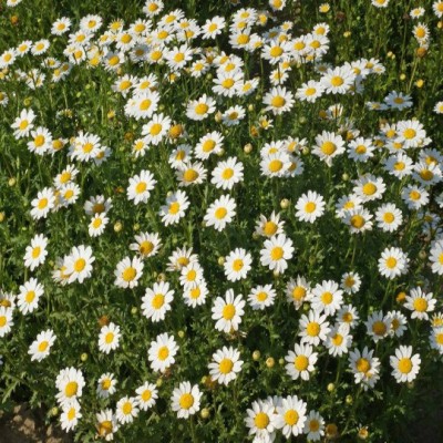 Green World CHRYSANTHEMUM PALUDOSUM WHITE FLOWER SEEDS FOR KITCHEN GARDENING (20 SEEDS) Seed(20 per packet)