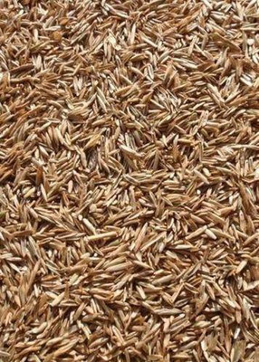 Green World BERMUDA GRASS Seed(20 per packet)