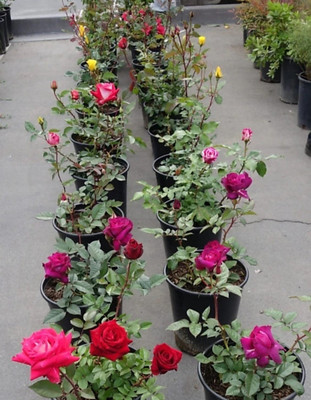 EarthAngel Rose Plant(Hybrid, Pack of 1)