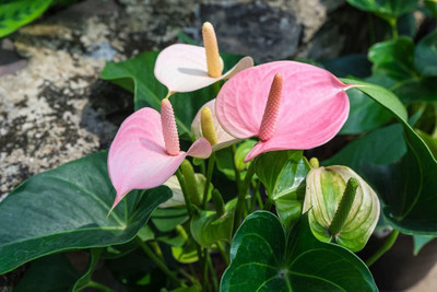 HERBALISM Anthurium Plant(Pack of 1)