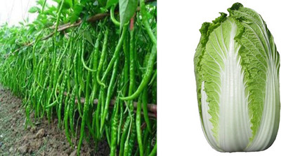 xcentax CHINESE CABBAGE GRANAAT, Green Chilli Seed(20 per packet)