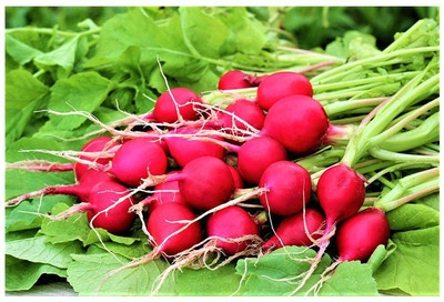 LYRS Red Turnip Hybrid Seed Seed(15 per packet)
