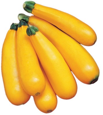 seedagro Organic galaxy golden squash vegetable hybrid seeds 1-packet Seed(50 per packet)