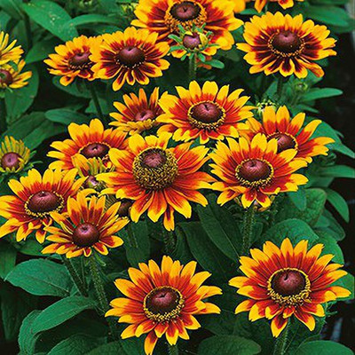 Green World RUDBECKIA RUSTIC DWARF MIXED FLOWER SEEDS FOR KITCHEN GARDEINIG (50 SEEDS) Seed(50 per packet)