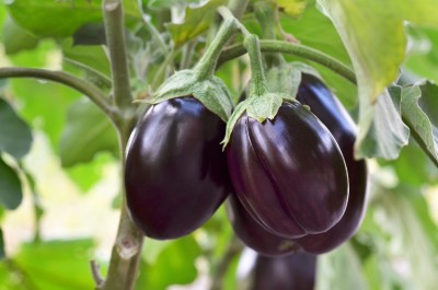 XOLDA Organic Brinjal Round Plant Seed(57 per packet)