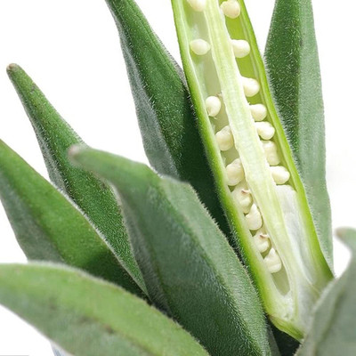 VibeX XLR-23 - Bhindi Lady’s Finger F-1 Hybrid - (1350 Seeds) Seed(1350 per packet)