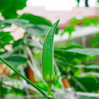 CYBEXIS LXI-22 - Okra Lady’s Finger F-1 Hybrid - (1350 Seeds) Seed(1350 per packet)