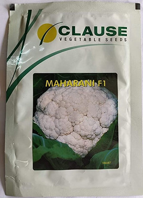 clause MAHARANI F1 Seed(10 g)