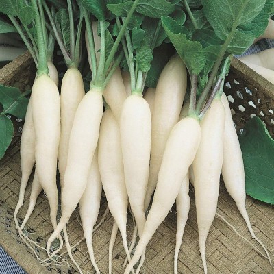 Galaxico Upl Radish (Mulli) Vegetable Hybrid Variety Seed(50 per packet)