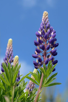 U-GROW INDIA LUPIN Seed(25 per packet)