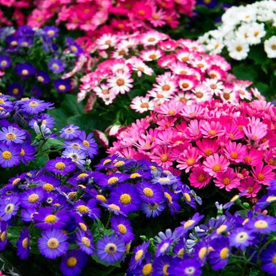 JD AGRO Cineraria Seed(20 per packet)