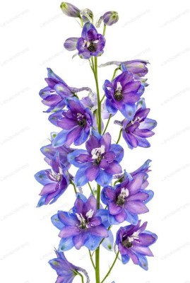 GARDENIFY INDIA LARKSPUR FLOWER Seed(50 per packet)