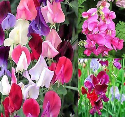 VibeX LX-98 - Sweet Pea Flower - (100 Seeds) Seed(100 per packet)