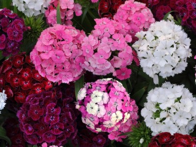 GARDENIFY INDIA DIANTHUS PINK FLOWER Seed(25 per packet)