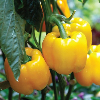 Pearlo yellow capsicum vegetable hybrid seeds 1-packet Seed(50 per packet)