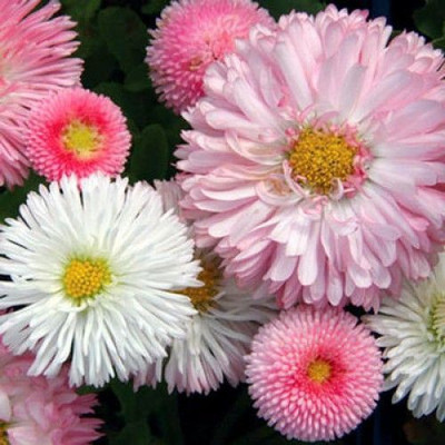 XOLDA Exotic Daisy Mixed Flower Seed(35 per packet)