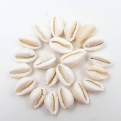Cyan spritual White Kauri / Safed Kodi / White Kaudi / Safed Kauri / Premium Quality for Puja - Set of 21 Pcs Stone Pack of 21 Decorative Showpiece - 1.6 cm (Stone, White) Stoneware Yantra(Pack of 21)