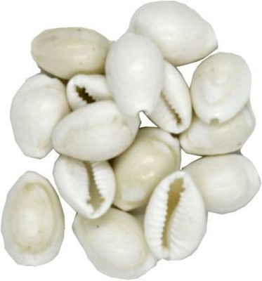 Cyan spritual Natural White Kauri /Safed Kodi / White Kaudi Premium Quality for Laxmi Pooja and Diwali Pooja Set 15 pieces Sacred Shankh Stoneware Yantra Stoneware Yantra Stoneware Yantra(Pack of 15)