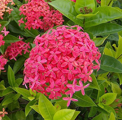 MHIMI Trothic Ixora/Chethi Plant(Hybrid, Pack of 1)