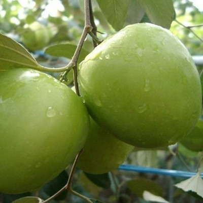 APOSOLUARD Ber Apple Plant(Hybrid, Pack of 1)
