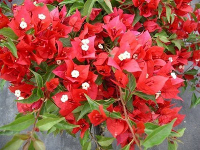 GURVEPLANTATIONI Baugainvillea Plant(Hybrid, Pack of 1)