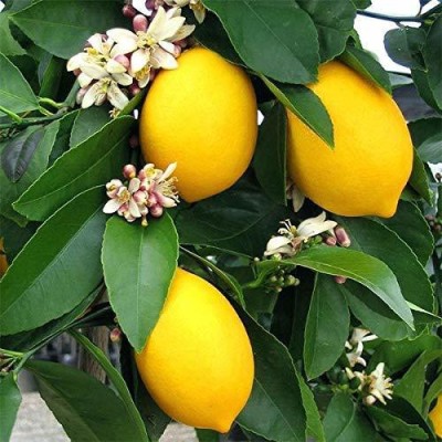 Aywal Grafted sweet malta/mosambi/mausami grafted fruit Plant Seed(42 per packet)